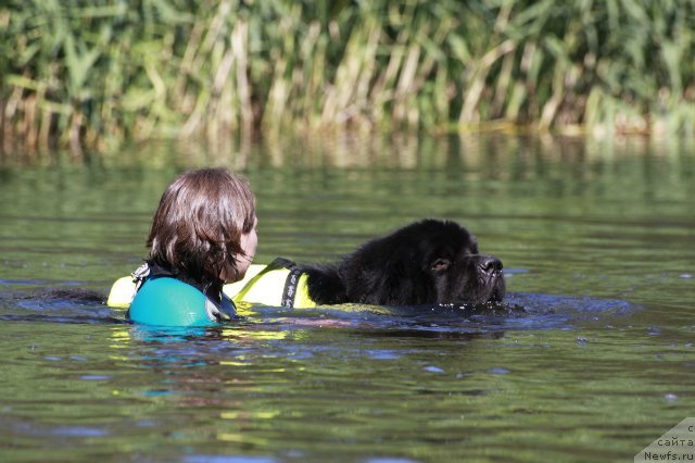 Фото: ньюфаундленд Akvatoriya Kelvin Kuindji (Акватория Келвин Куинджи)