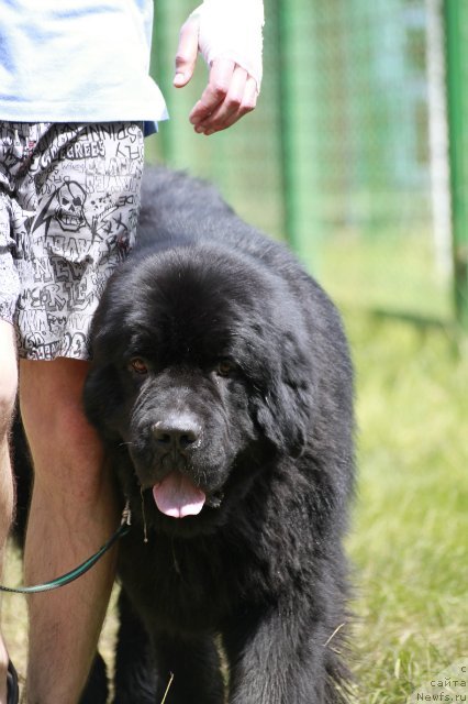 Фото: ньюфаундленд Akvatoriya Kelvin Kuindji (Акватория Келвин Куинджи)