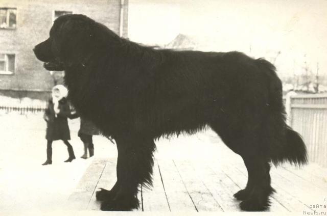 Фото: ньюфаундленд Fram (Фрам)
