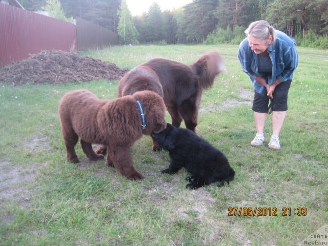 Фото: ньюфаундленд N'yufort Taym's Gold Aleksa (Ньюфорт Тайм'с Голд Алекса), ньюфаундленд N'yufort Rover Braun (Ньюфорт Ровер Браун), ньюфаундленд Obush SHed YAntarnyiy Poceluy (Обуш Шед Янтарный Поцелуй)