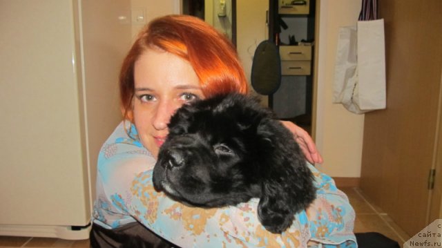 Фото: ньюфаундленд Rashn Rumba iz Medvej'ego YAra (Рашн Румба из Медвежьего Яра)