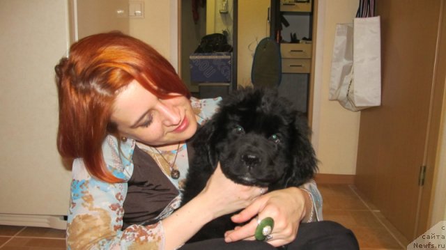 Фото: ньюфаундленд Rashn Rumba iz Medvej'ego YAra (Рашн Румба из Медвежьего Яра)