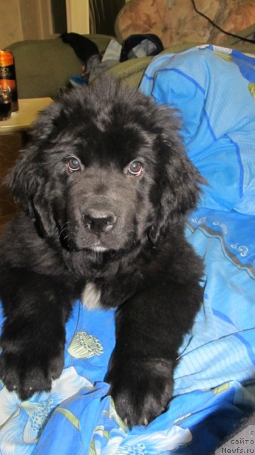 Фотография № 98830