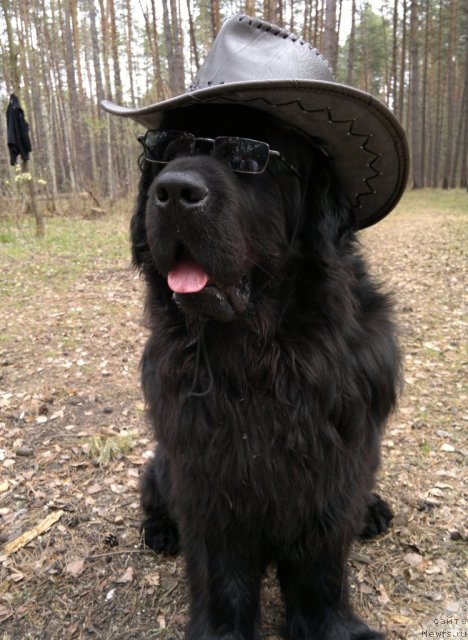 Фото: ньюфаундленд Imidj iz Medvej'ego YAra (Имидж из Медвежьего Яра)