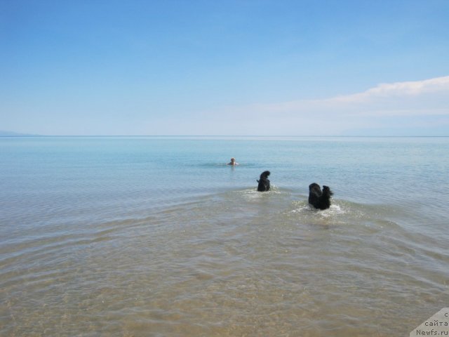 Фото: ньюфаундленд Jenev'ev Garni Ledyen (Женевьев Гарни Ледэн), ньюфаундленд Sent Djons Ulla for Kara Ayular (Сент Джонс Улла для Кара Аюлар)