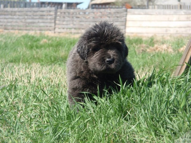 Фото: ньюфаундленд N'yufort Unikal'naya Krasotka (Ньюфорт Уникальная Красотка)