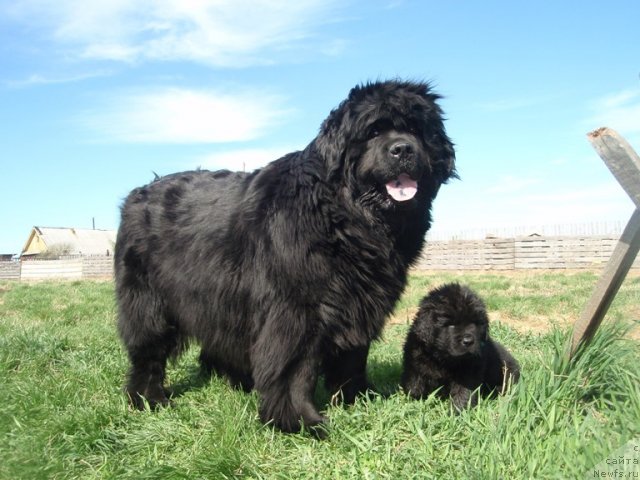 Фото: ньюфаундленд Severtan Rojdennaya Legendoy (Севертан Рожденная Легендой)