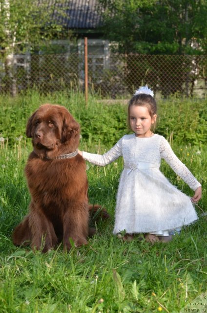 Фото: ньюфаундленд Fann'yuf Anna Barbara Iuliya (Фанньюф Анна Барбара Иулия)