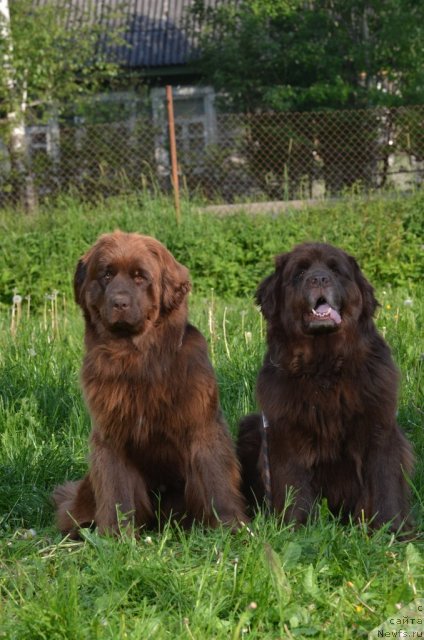 Фото: ньюфаундленд Fann'yuf Anna Barbara Iuliya (Фанньюф Анна Барбара Иулия)