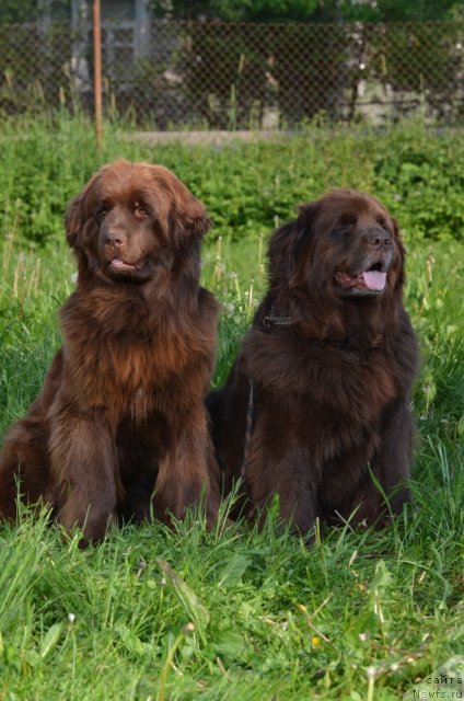 Фото: ньюфаундленд Fann'yuf Anna Barbara Iuliya (Фанньюф Анна Барбара Иулия)