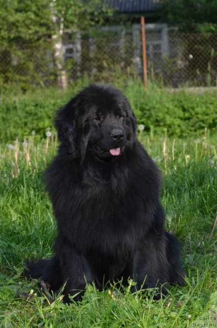 Фото: ньюфаундленд Fann'yuf Al'felina Bledans (Фанньюф Альфелина Бледанс)