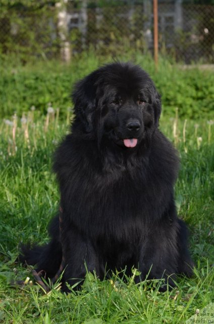 Фото: ньюфаундленд Fann'yuf Al'felina Bledans (Фанньюф Альфелина Бледанс)