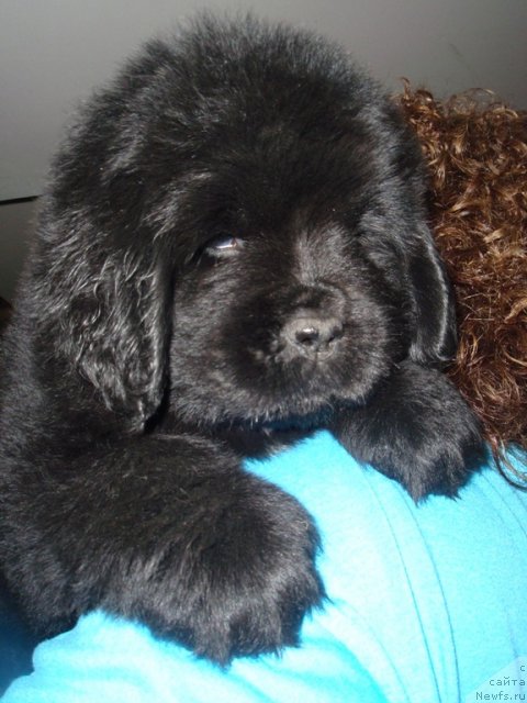 Фото: ньюфаундленд N'yufort Ul'timatum (Ньюфорт Ультиматум)