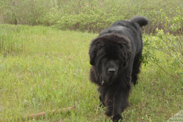 Фото: ньюфаундленд Beguschaya po Volnam Zero Kool (Бегущая по Волнам Зеро Коол)