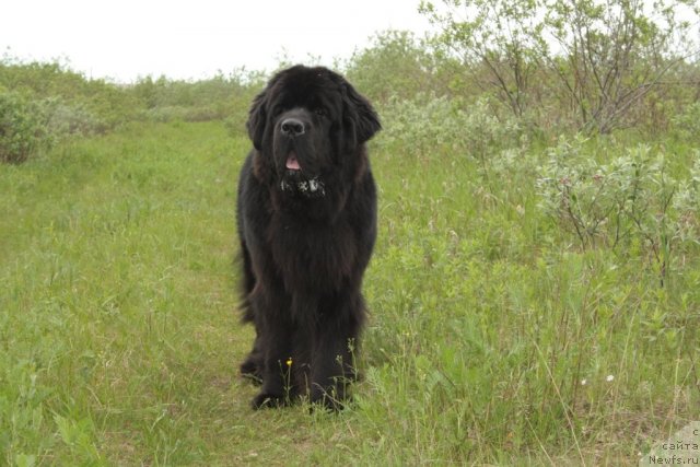 Фото: ньюфаундленд Beguschaya po Volnam Zero Kool (Бегущая по Волнам Зеро Коол)