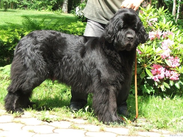 Фото: ньюфаундленд Plyushevaya Panda Reychel (Плюшевая Панда Рейчел)