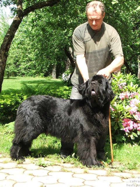 Фото: ньюфаундленд Plyushevaya Panda Reychel (Плюшевая Панда Рейчел)