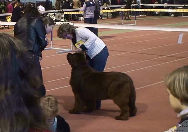 Фото: ньюфаундленд Joka Ona s Berega Dona (Ёка Она с Берега Дона)
