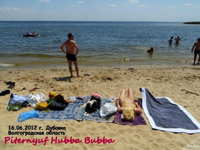 Фото: ньюфаундленд Pitern'yuf Hubba-Bubba (Питерньюф Хубба-Бубба)