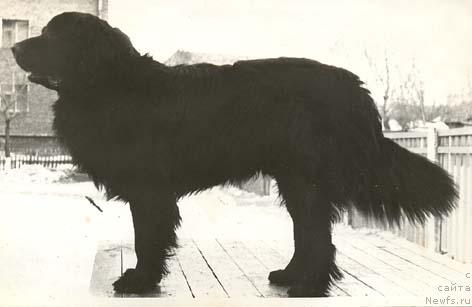 Фото: ньюфаундленд Fryenk (Фрэнк)