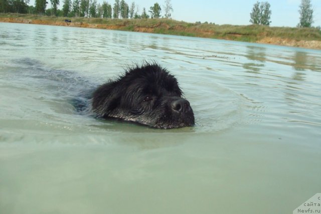 Фото: ньюфаундленд Mag Ispolin Lira Lyubvi (Маг Исполин Лира Любви)