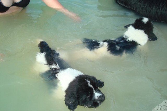 Фотография № 98914