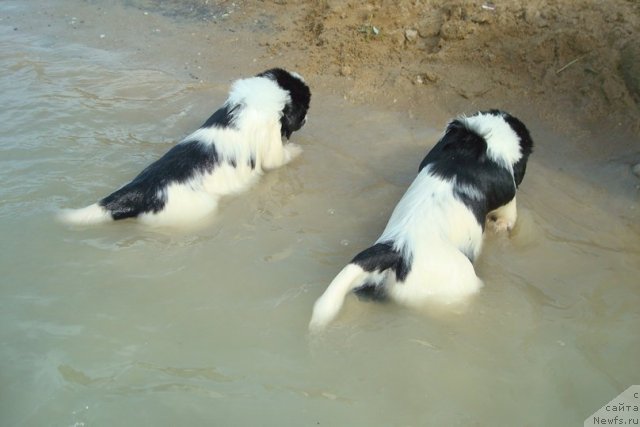 Фотография № 98915