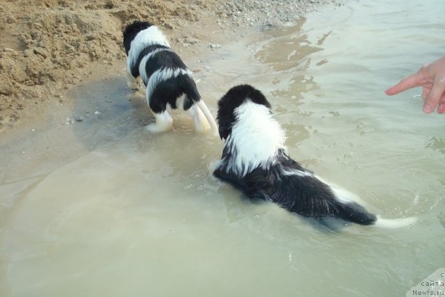 Фотография № 98916