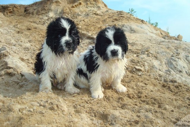 Фотография № 98922