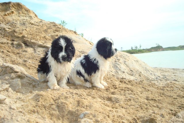 Фотография № 98923