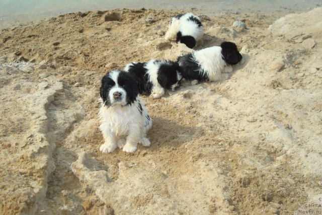 Фотография № 98925