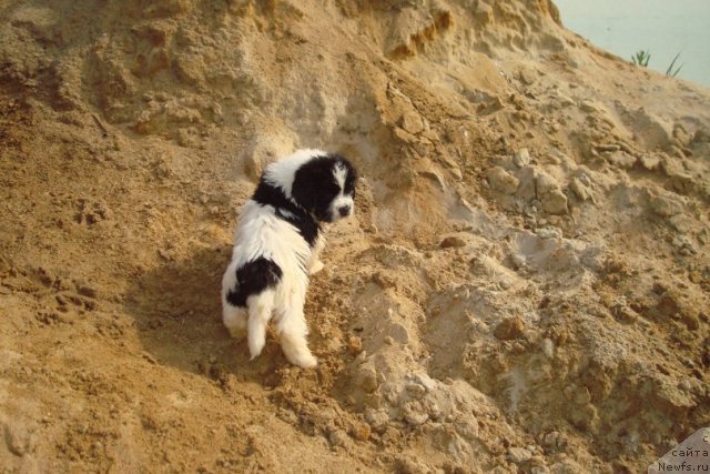 Фотография № 98926