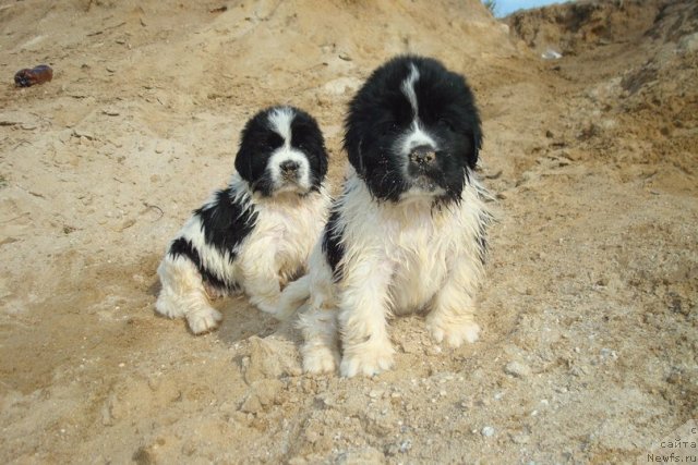 Фотография № 98930