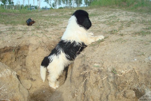 Фотография № 98933