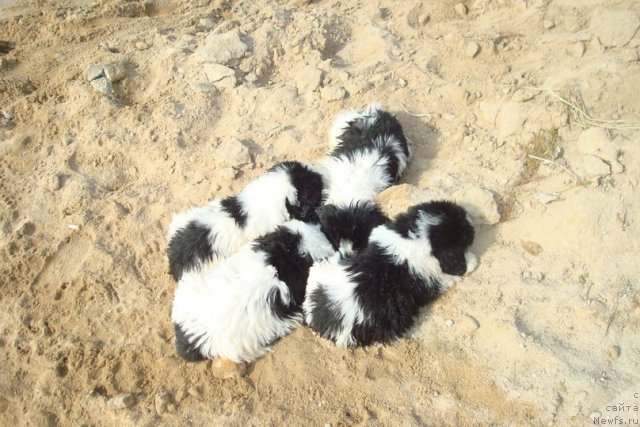 Фотография № 98935