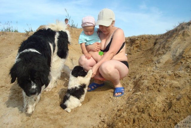 Фото: ньюфаундленд Mag Ispolin Infanta (Маг Исполин Инфанта), Elena Gorbunova (Елена Горбунова)