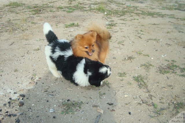 Фотография № 98942