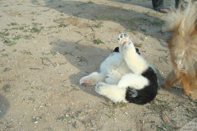 Фотография № 98944