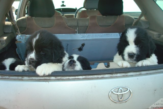 Фотография № 98947