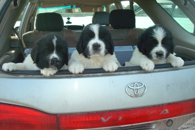 Фотография № 98948