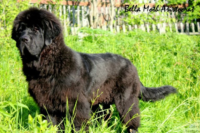 Фотография № 98950