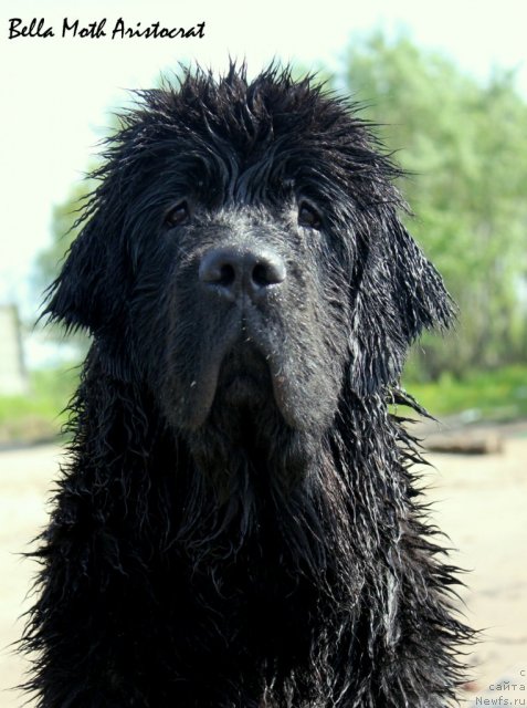 Фотография № 98952