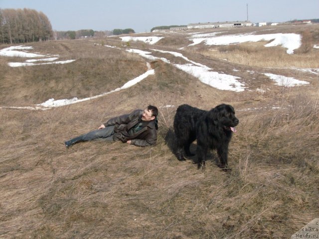 Фото: ньюфаундленд Kaiden Playful (Кайден Плейфул)