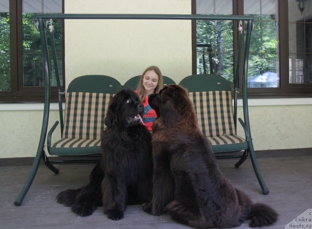 Фото: ньюфаундленд S'Nezhnaya Vjuga Amorone Sartori (С'Нежная Вьюга Амороне Сартори), ньюфаундленд Krasotka Daniel' Grand Byebi (Красотка Даниель Гранд Бэби)