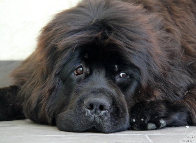 Фотография № 98976