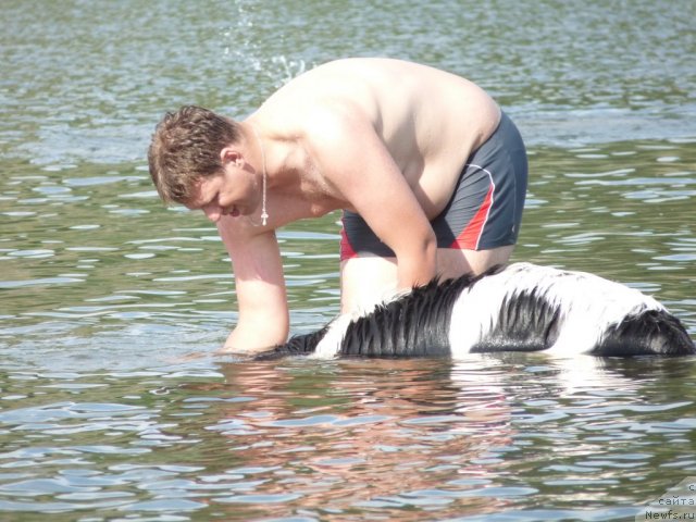 Фото: ньюфаундленд Okeanskaya Volna iz Tihogo Omuta (Океанская Волна из Тихого Омута)