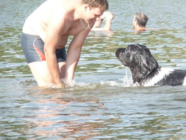 Фото: ньюфаундленд Okeanskaya Volna iz Tihogo Omuta (Океанская Волна из Тихого Омута)