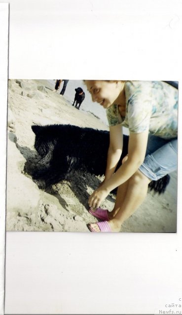 Фото: ньюфаундленд Divnaya Noch' iz Tihogo Omuta (Дивная Ночь из Тихого Омута), Tat'yana Poydina (Татьяна Пойдина)