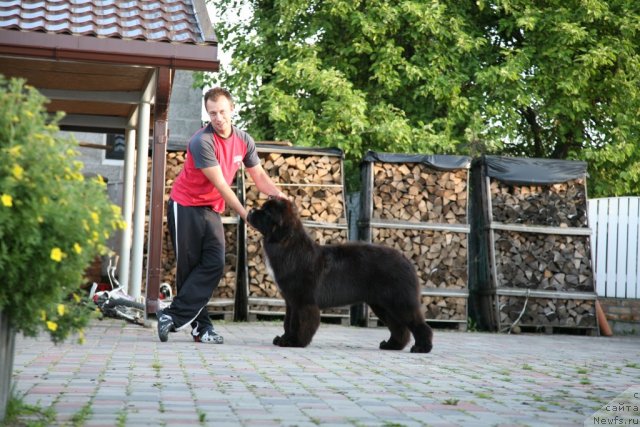 Фото: ньюфаундленд Love Me Tender Midnight Bear, Aleksandr Rozenfel'd (Александр Розенфельд)