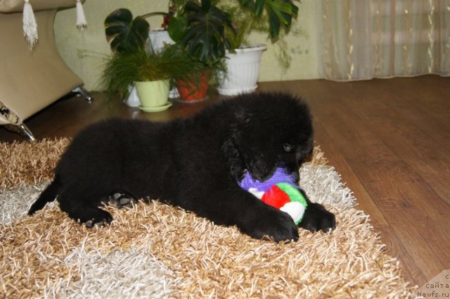 Фото: ньюфаундленд Ruby Shine iz Medvejyego  Yara (Руби Шайн из Медвежьего Яра)